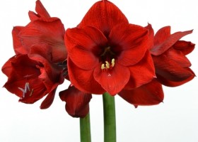 hippeastrum Floris Hekker ® (1)